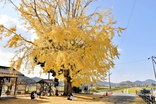 黄色く色づいた大イチョウ＝加西市網引町