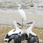 ｓｕｓｕｍｕ１６９さん「ケンカはやめて！」＝１０月１２日、小野市王子町大池