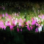 ｏｓｈｉｇｅ０９０１さんの「コスモスと梅花藻」＝１０月１８日、三木山森林公園