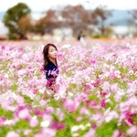 ＿ｍｉｉ＿０８３さんの「秋桜の記憶」＝１０月２５日、小野市ひまわりの丘公園