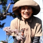 オリンピア通りに飛来したアサギマダラと角英津子さん＝加東市社