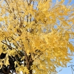 黄色く色づいた大イチョウ＝加西市網引町