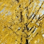 黄色く色づいた大イチョウ＝加西市網引町