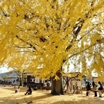 黄色く色づいた大イチョウ＝加西市網引町