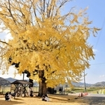 黄色く色づいた大イチョウ＝加西市網引町