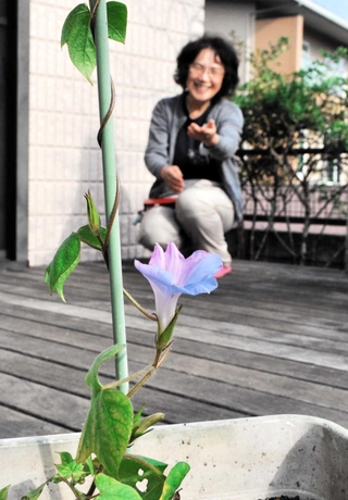 １２月に咲いた変化アサガオ＝小野市粟生町