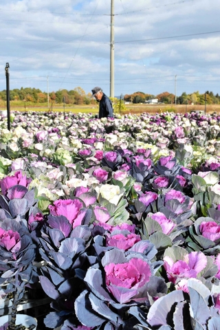 出荷に向けて選定作業が進むハボタン＝加西市鶉野町