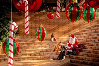 ｃｏｃｏ２０１７ｂｅｌｌｅ２０１９さんの「クリスマスの秘密」＝１２月１３日、県立フラワーセンター