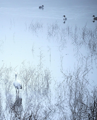 ｔ．ｋａｔａｃｈａｎ＿ｂｉｒｄさんの「霧中」＝１２月２日、小野市鴨池