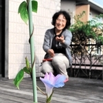 12月なのに…アサガオ開花　「長く続いた暑さの影響では」　小野の井上さん宅