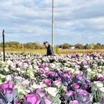 北播磨のハボタン、出荷作業が最盛期　ポット栽培で兵庫が産出額全国1位、質の高さで人気