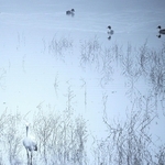 ｔ．ｋａｔａｃｈａｎ＿ｂｉｒｄさんの「霧中」＝１２月２日、小野市鴨池