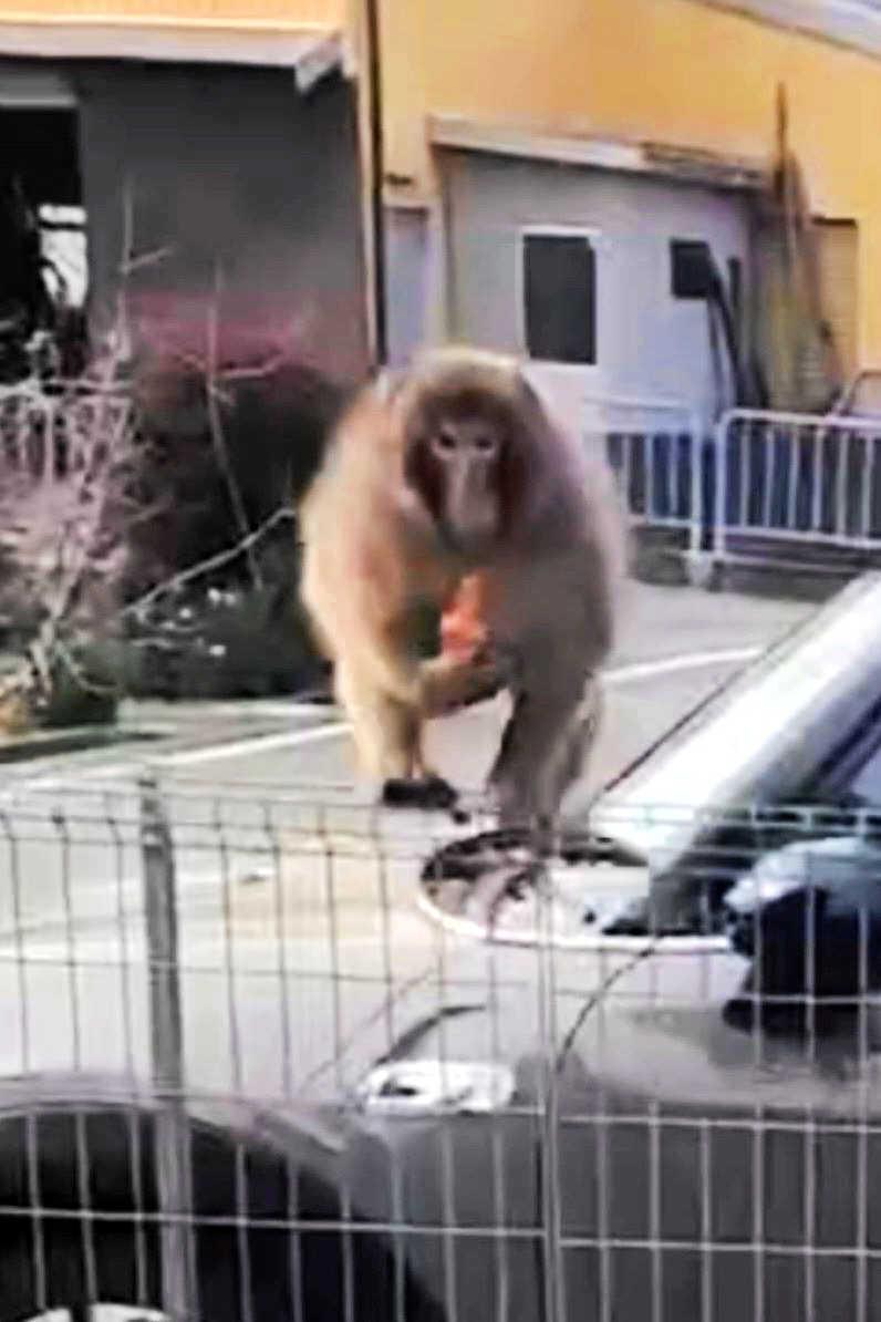 サル目撃情報相次ぐ 加東や西脇で通報14件超 子どもが追われ、飛びか