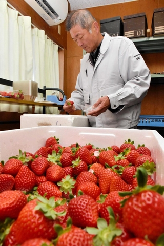 イチゴの独自ブランド「根日女の恋詩」を育てる柴田正彦さん＝加西市常吉町