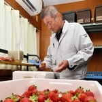 イチゴの独自ブランド「根日女の恋詩」を育てる柴田正彦さん＝加西市常吉町