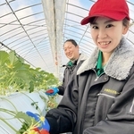 「厳寒期のイチゴが一番おいしい」と話す藤本晃平さん（奥）ら＝小野市久保木町