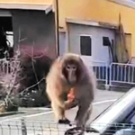 住宅街に現れ、ニンジンを食べるサル＝加東市下滝野（住民提供）