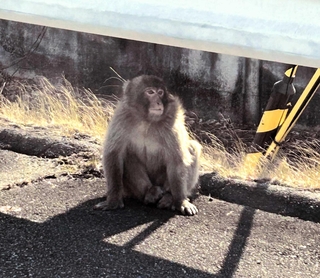 住宅街に現れたサル＝小野市育ケ丘町（磯野杏佳さん提供）