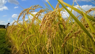 北播磨地域で栽培されている酒米・山田錦＝加東市秋津