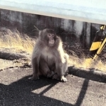 住宅街に現れたサル＝小野市育ケ丘町（磯野杏佳さん提供）