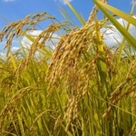 北播磨地域で栽培されている酒米・山田錦＝加東市秋津