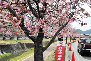 カワヅザクラの並木沿いに駐停車禁止の看板やコーンが並ぶ＝小野市大島町