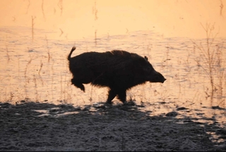 ｃｏｍａｃｈａｎ９９さんの「朝焼けバックに猪突猛進！」＝２月１４日、小野市内