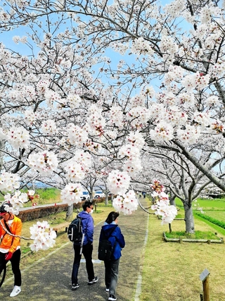約６５０本の桜並木が続く「おの桜づつみ回廊」＝２０２４年４月、小野市高田町
