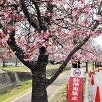 カワヅザクラの並木沿いに駐停車禁止の看板やコーンが並ぶ＝小野市大島町