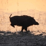 ｃｏｍａｃｈａｎ９９さんの「朝焼けバックに猪突猛進！」＝２月１４日、小野市内