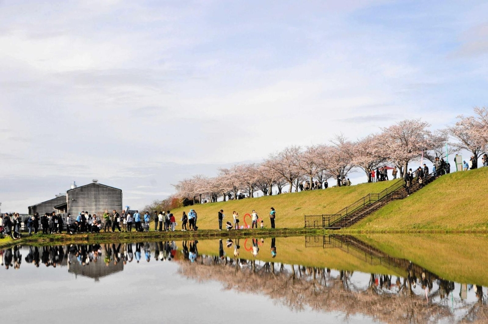 水鏡に咲き誇る逆さ桜、春の二重奏 小野・桜づつみ回廊 住民が育てた