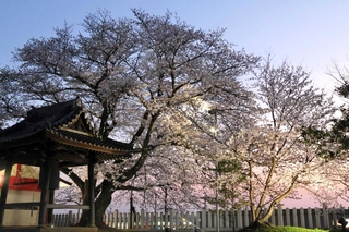 夕暮れ時、ライトアップが始まったソメイヨシノ＝佐保神社