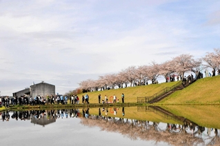 早朝に撮影する人でにぎわった「逆さ桜」＝小野市高田町