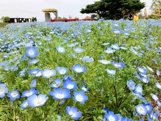 水色と白の花を咲かせたネモフィラ＝ひまわりの丘公園
