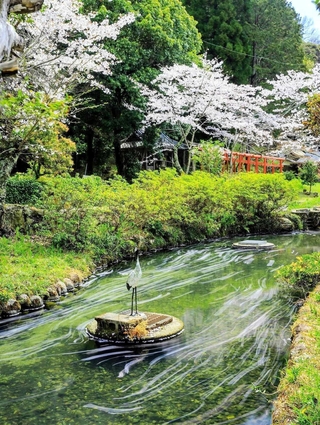 ｈｉｄｅ．ｍａｅさんの「花筏（はないかだ）」＝４月５日、多可町中区