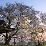 夕暮れ時、ライトアップが始まったソメイヨシノ＝佐保神社