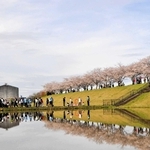 早朝に撮影する人でにぎわった「逆さ桜」＝小野市高田町