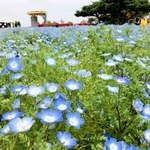 水色と白の花を咲かせたネモフィラ＝ひまわりの丘公園