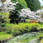 ｈｉｄｅ．ｍａｅさんの「花筏（はないかだ）」＝４月５日、多可町中区