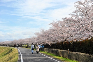 花見期間中に約３万５千人が訪れた「おの桜づつみ回廊」＝小野市内
