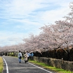 花見期間中に約３万５千人が訪れた「おの桜づつみ回廊」＝小野市内