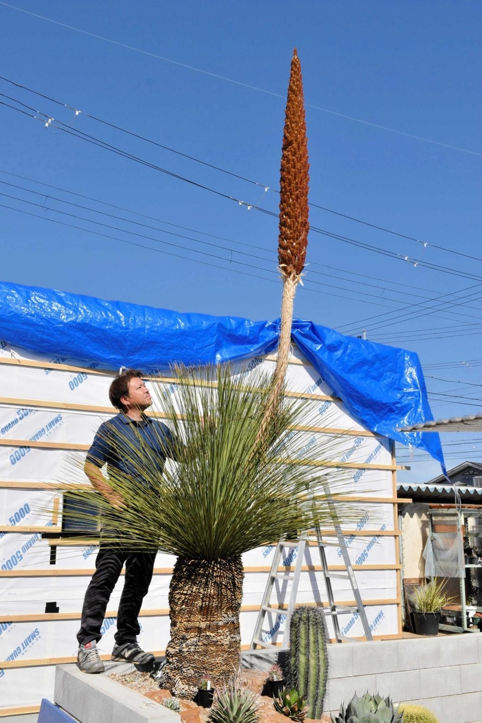 なが～い花茎4メートル メキシコ原産「ダシリリオン・ロンギシマム