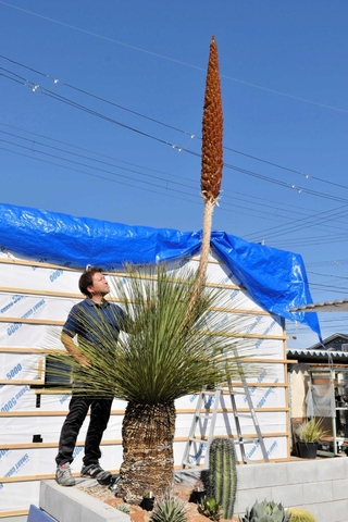 開花したダシリリオン・ロンギシマム。高く伸びた花茎の先に小さな花が密集する＝協和テクノ