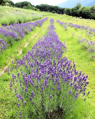ストエカスラベンダーに続き開花したイングリッシュラベンダー＝ラベンダーパーク多可