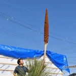 開花したダシリリオン・ロンギシマム。高く伸びた花茎の先に小さな花が密集する＝協和テクノ