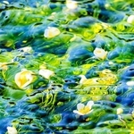 ｙｕ１２ｋａｙｕ２８ｋａさんの「水の流れに身をまかせ」＝５月１０日、多可町