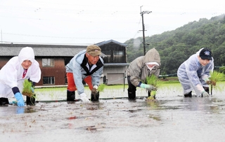 ３種類の苗を１本ずつ手植えする農家ら＝加東市秋津