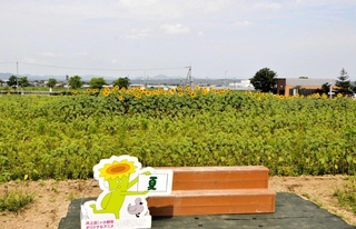 ひまわりの丘公園南側のヒマワリ。今年は開花が遅れている＝１６日午前、小野市浄谷町