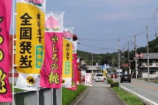 県道１７号沿いの桃街道。開店から１５分ほどで売り切れる直売所もある＝加東市上久米