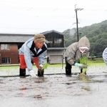 ３種類の苗を１本ずつ手植えする農家ら＝加東市秋津